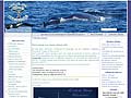 L'info des cétacés | Découvrir les Baleines, Dauphins, Cachalots, Orques et Marsouins